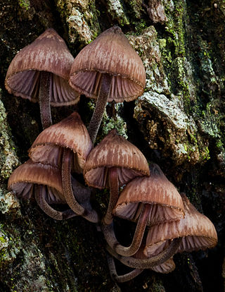 <i>Mycena kuurkacea</i> Species of fungus