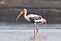 Image 16 Painted stork Photograph: JJ Harrison The painted stork (Mycteria leucocephala) is a large wading bird in the stork family. It is found in the wetlands of the plains of tropical Asia. Its distinctive pink tertial feathers give it its name. This stork forages in flocks in shallow waters along rivers or lakes, immersing its half open beak in water and sweeping it from side to side to snap up its prey. The painted stork nests colonially in trees, often along with other waterbirds. The only sounds it produces are weak moans or bill clattering at the nest. This bird is not migratory and only makes short distance movements in some parts of its range. More selected pictures