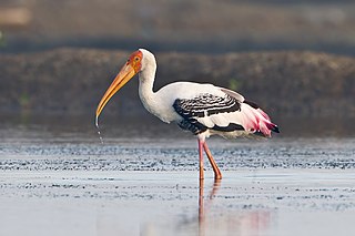 Storks are large, long-legged, long-necked wading birds with long, stout bills. They belong to the family called Ciconiidae, and make up the order Ciconiiformes. Ciconiiformes previously included a number of other families, such as herons and ibises, but those families have been moved to other orders.