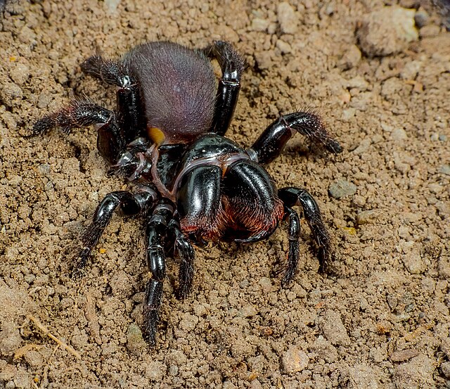  Mygalomorphae Actinopodidae Missulena bradleyi Eastern Mouse Spider The Gap Brisbane