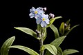 * Nomination Flowering Myosotis alpestris. --Bff 20:32, 11 May 2017 (UTC) * Promotion Good quality. --Vengolis 01:42, 12 May 2017 (UTC)