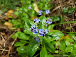 Ejemplar de Myosotis selvatica en Isla Teja, Valdivia (Image and Text: Aeveraal)