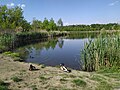 Pobřežní rákos obecný, kachna divoká (břeh) a lyska černá (ve vodě)