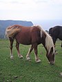 2008年10月11日 (土) 11:34時点における版のサムネイル