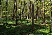 Naturschutzgebiet Breiter Berg bei Haselstein