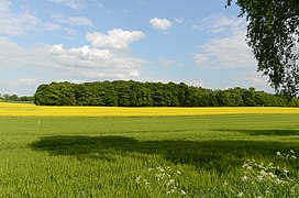 Wälder einschließlich Agrarflächen