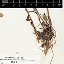 Root sistem dari Symphyotrichum lateriflorum tanaman dengan rimpang, di bawah 25 akar melayani empat batang, caudex lebar sekitar 4 cm, terpanjang akar adalah sekitar 8 sentimeter.