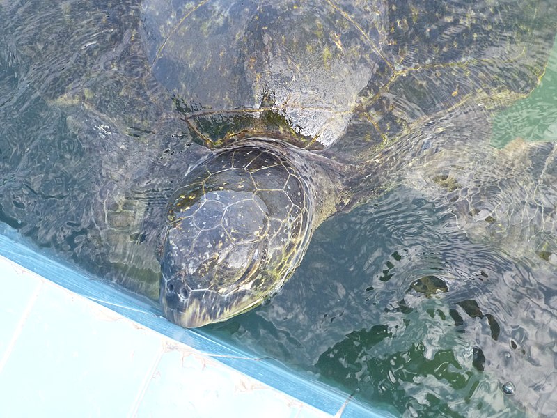 File:Naozhou - Sea Turtle City - P1580003.jpg