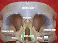 Nasal cavity 2.jpg