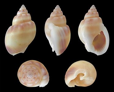 Nassarius (Nassarius) coronatus (Smooth form)