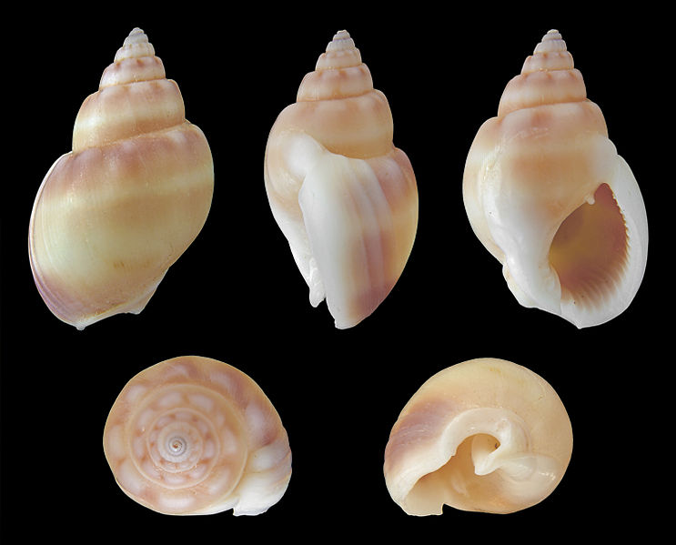 File:Nassarius coronatus 01.JPG