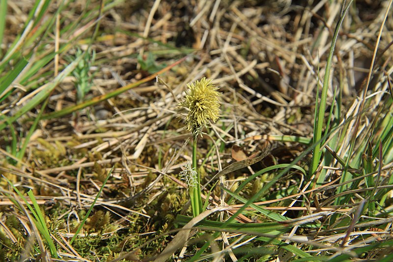 File:National nature reserve Vyšenské kopce in spring 2012 (10).JPG