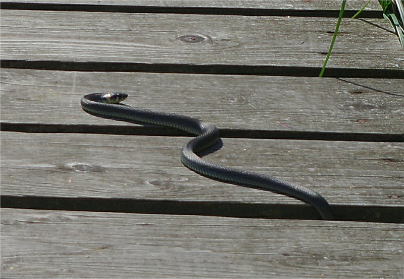 File:Nationalpark Müritz - Wienpietschseen - Ringelnatter (3).jpg