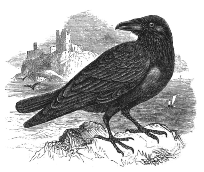 File:Natural History, Birds - Raven.jpg