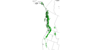 Natural distribution map for Tsuga mertensiana (Herring et al. 2017).png