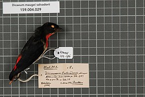 Описание изображения Центр биоразнообразия Naturalis - RMNH.AVES.132196 1 - Dicaeum maugei salvadorii Meyer, 1884 - Dicaeidae - образец кожи птицы.