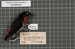 Opis zdjęcia Centrum Bioróżnorodności Naturalis - RMNH.AVES.132196 1 - Dicaeum maugei salvadorii Meyer, 1884 - Dicaeidae - ptasia skóra okazu.jpeg.