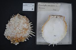 Spondylus versicolor