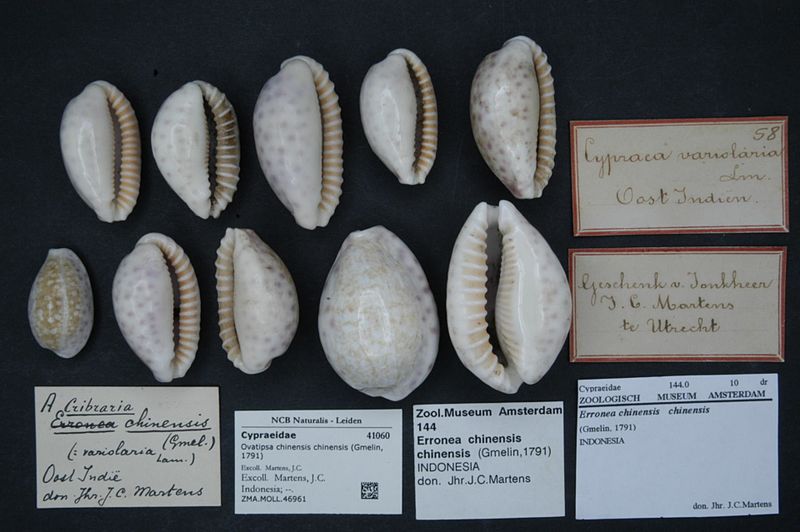 File:Naturalis Biodiversity Center - ZMA.MOLL.46961 - Ovatipsa chinensis chinensis (Gmelin, 1791) - Cypraeidae - Mollusc shell.jpeg