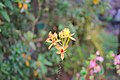 61 : Epidendrum sp ?