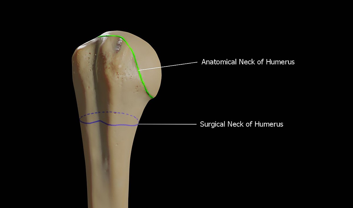 Плечевая кость анатомическая шейка