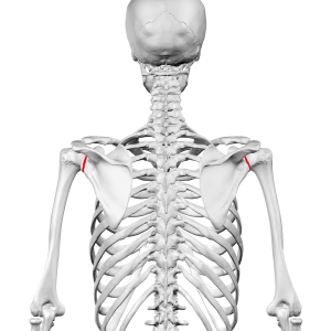 Neck of scapula01.png