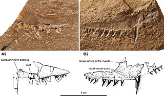 <i>Neosaurus</i> Extinct genus of synapsids