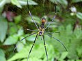 Nephila from the Western Ghats (ventral view)