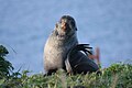 Northrer bulu seal close up callorhinus ursinus.jpg