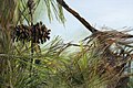 Pine tree branch, oil on canvas,, Israeli nature series, 100X150 cm, in a private collection