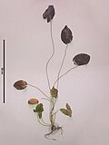 Thumbnail for Nymphaea gardneriana