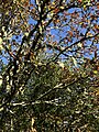 An oak tree with lichen growing on the branches at Sharptor