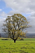 Thumbnail for File:Oak in Tohogne autumn 2017.jpg