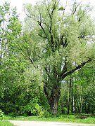 White willow at the influence inflow Großlappen