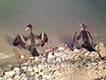 Ocells a la desembocadura de la riera de Maspujols 01.jpg
