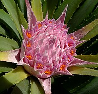 O. carnea