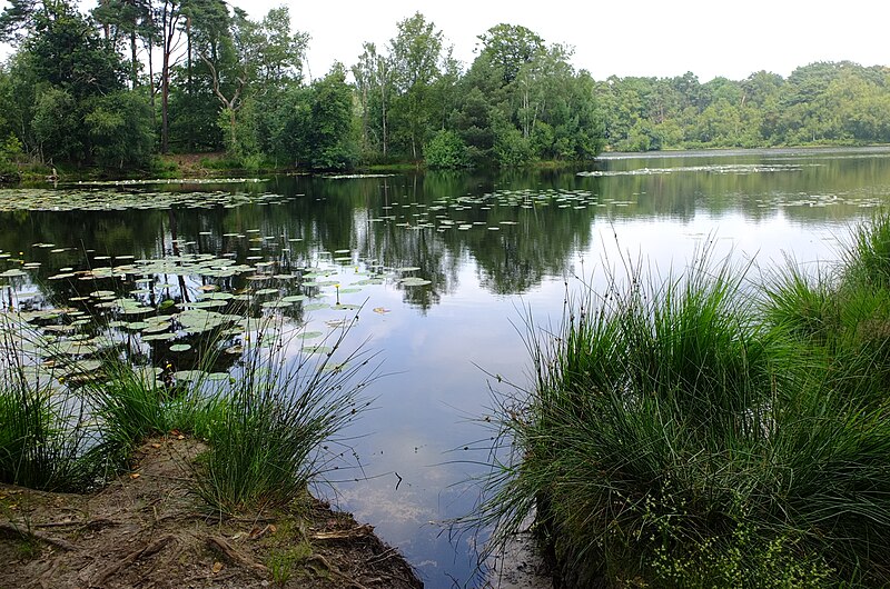 Lêer:Oisterwijkse Bossen en Vennen DSCF4810.jpg