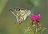 Old World swallowtail (Papilio machaon gorganus) underside Italy.jpg