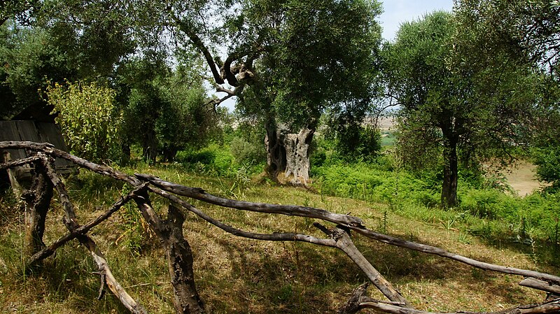 File:Old olive tree - panoramio (1).jpg