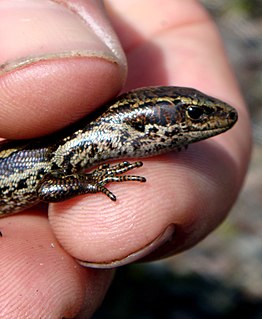 <i>Oligosoma infrapunctatum</i> Species of lizard