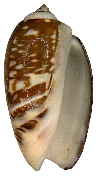 File:Olivanchillaria gibbosa (Born, 1778) (4221639203).jpg