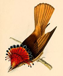 Onychorhynchus coronatus coronatus from above 1841.jpg