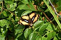 * Nomination Open Wing Basking of Junonia hierta (Fabricius, 1798) - Yellow PansyThis image was uploaded as part of Wiki Loves Butterfly. --TAPAN1412 16:26, 11 December 2023 (UTC) * Decline  Oppose poor quality - probably upsized --Charlesjsharp 12:11, 16 December 2023 (UTC)