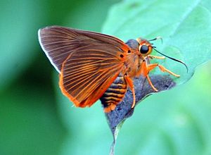 Orange banded awl.JPG