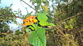 Orange colour flower in Poovankurichi
