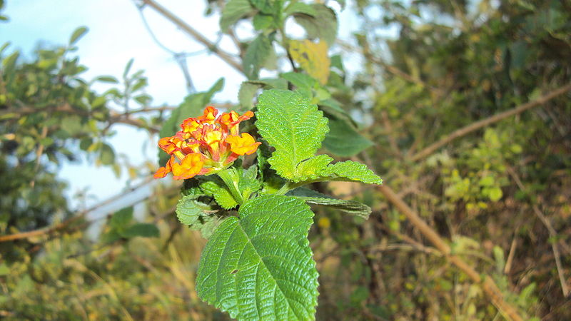 File:Orange colour flower in Poovankurichi.JPG