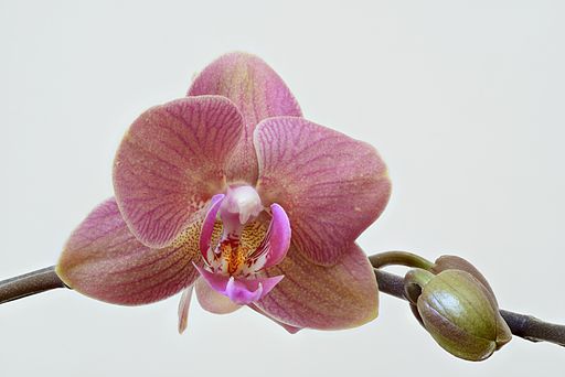 Orchid high resolution