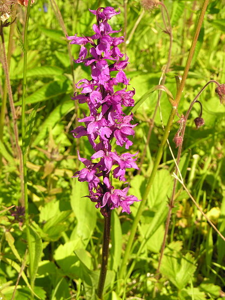 File:Orchis mascula.JPG