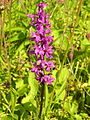 Orchis mascula Lithuania