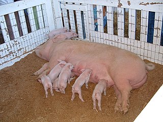 <span class="mw-page-title-main">American Yorkshire</span> American breed of pig